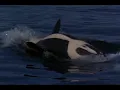 Michael Jackson - Free Willy (will you be there) video from