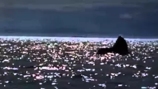Michael Jackson Free Willy Will You Be There Video From  Michael Jackson Free Willy Will You Be There Video From