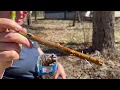 Planting and Growing the Hybrid Willow AKA Austree Willow