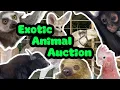 Behind The Scenes At An Exotic Animal Auction