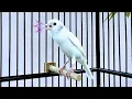 Download Lagu The Singing Canary Tempts All Canaries to Sing - Belgian Canary Singing