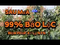 Lagu Toang thật rồi! Vải u hồng 99% đã bật lộc sau cơn mưa vàng || chiến chành choẹ 