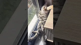 20 minutes of cats being absolute superstars 😹 | Try not to laugh