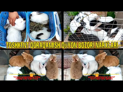 QUYON BOZORDA TOLIQ ABZOR MALUMOTLAR NARXLARI SIFAT ALO DARAJADA KALIF XIKOL BURGUND