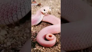 Call Me When You Want Snakestransformation Animalstransformation Shorts WorldLogics 