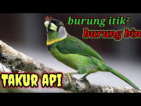 Download MP3 Suara burung Ben/takur api Mp3