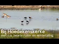 Download Lagu Vogels kijken bij Hoedekenskerke met zwarte ruiters #1569