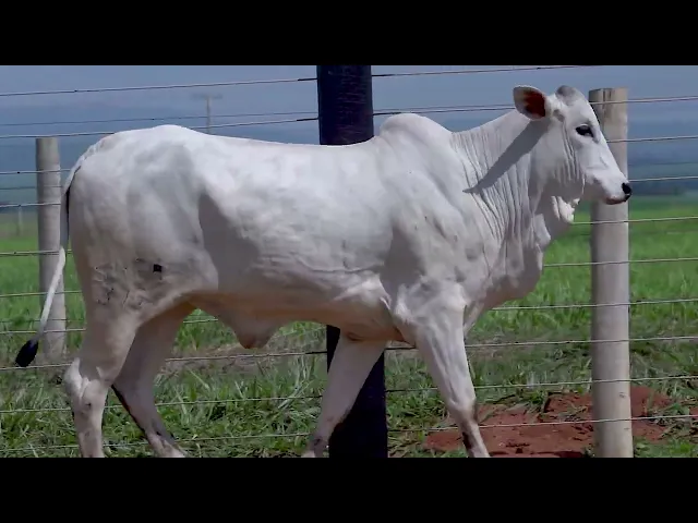 Novilha Nelore SHFA - 316