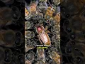 Download Lagu What Happens When A Queen Bee Dies?
