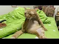 All Orange Cats Share One Single Brain Cell