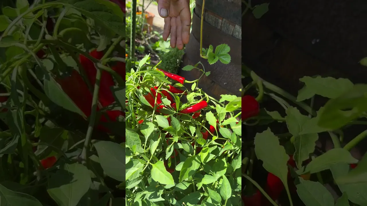 Hanging Chilli Plant