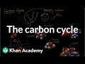 The carbon cycle Energy and matter in biological systems High school biology Khan Academy