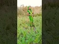Lagu Chane ke khet main full masti