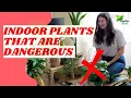 Indoor Plants that are Poisonous and Dangerous Indoor Plants Care Tips