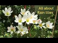 Lagu Tips to get blooms on Rain Lily if its not flowering||How to grow and care Rain lilies