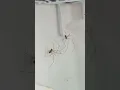 Download Lagu Daddy Long Legs Spider Fight