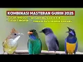Download Lagu Masteran kombinasi cucak cungkok, cucak jenggot، Sri gunting abu abu, dan Tengkek buto