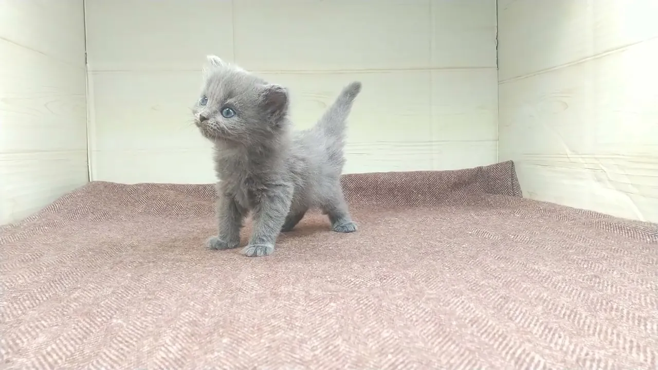 動画