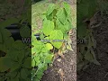 Download Lagu My Front Garden/ Wilting Hydrangea