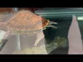 Petco Turtles