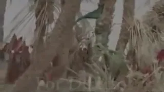 نوحه بسیار زیبا با صدای علی عبدالمالکی 