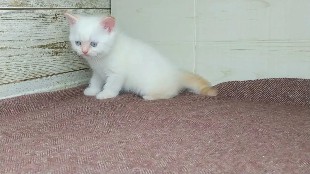 動画