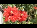 Download Lagu Jardin de Soulme en juillet 2016