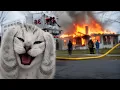 cats causing problems