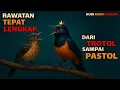 Download Lagu Awas ! Kesalahan Fatal \u0026 Cara Merawat Murai Batu dari Trotol hingga Pastol