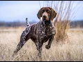 Does My DOG need an E-Collar Proper use and Selection of an E-Collar - Tips before you decide