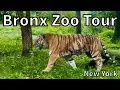 Tour of the Bronx Zoo 2026 - Bronx New York