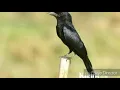 Download Lagu Suara burung sri gunting cocok buat masteran