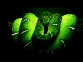 Trust in me - Susheela Raman