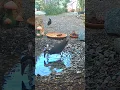 Download Lagu 🐧white breasted waterhen bird sound 🦢