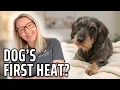 Dog Heat Cycle - Tips For Your Dog s First Season