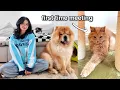 Download Lagu Introducing our Chow Chow and Cats to Senior Cat *Their Reaction*
