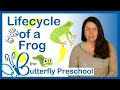 Life Cycle of a Frog for kids Montessori Activities for 2 year olds