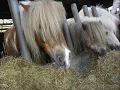 Download Lagu Alle ponys van PonyparkCity