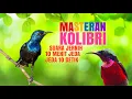 Download Lagu MASTERAN KOLIBRI PANCINGAN KONIN SUARA JERNIH DENGAN JEDA BIKIN GACOR