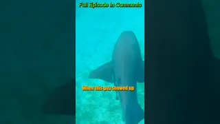 SHARK at Hoffman’s Cay Berry Islands, The Bahamas. While diving on anchor.