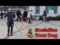 Service Dog Public Training