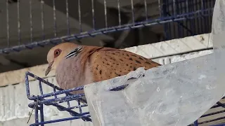                           صوت اليمام القمري المصري دندنها