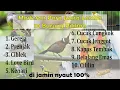 Download Lagu Masteran Para Juara 10 Burung Pilihan, Suara Terapi untuk Pemulihan Burung Stres dan Macet Bunyi