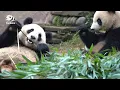 Do we protect the ecosystem by panda conservation Pandaful Q A