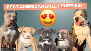 The best XL American Bully puppies for sale!