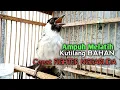 Download Lagu Suara Burung Kutilang Gacor ASLI ALAM lanjut NGGARUDA ampuh untk Masteran kutilang \u0026 pikat Kutilang