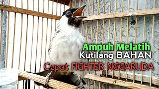 Download Suara Burung Kutilang Gacor ASLI ALAM lanjut NGGARUDA ampuh untk Masteran kutilang \u0026 pikat Kutilang MP3