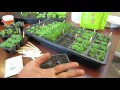 MFG 2016 Planting Chives a Perennial Herb Using the Over-Seeding Method Start Early