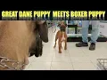 FINN THE GREAT DANE PUPPY MEETS A BOXER PUPPY