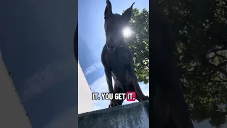 #fypシ #Fyp #Dream #doberman #pets